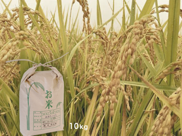 省農薬 徳田慎太郎の米 いわて七ツ森より 10kg