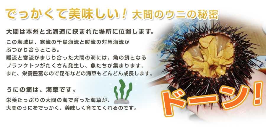でっかい大間のうに