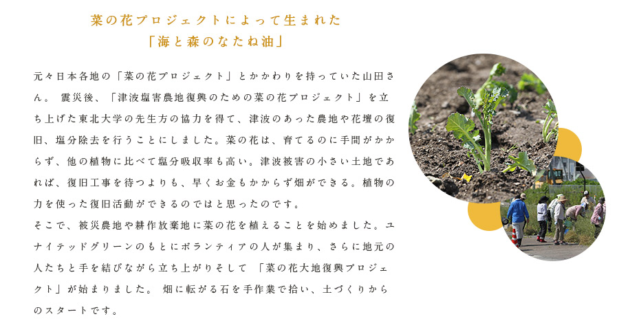 菜の花プロジェクトによって生まれた「海と森のなたね油」　 元々日本各地の「菜の花プロジェクト」とかかわりを持っていた山田さん。 震災後、「津波塩害農地復興のための菜の花プロジェクト」を立ち上げた東北大学の先生方の協力を得て、津波のあった農地や花壇の復旧、塩分除去を行うことにしました。菜の花は、育てるのに手間がかからず、他の植物に比べて塩分吸収率も高い。津波被害の小さい土地であれば、復旧工事を待つよりも、早くお金もかからず畑ができる。植物の力を使った復旧活動ができるのではと思ったのです。そこで、被災農地や耕作放棄地に菜の花を植えることを始めました。ユナイテッドグリーンのもとにボランティアの人が集まり、さらに地元の人たちと手を結びながら立ち上がりそして 「菜の花大地復興プロジェクト」が始まりました。 畑に転がる石を手作業で拾い、土づくりからのスタートです。